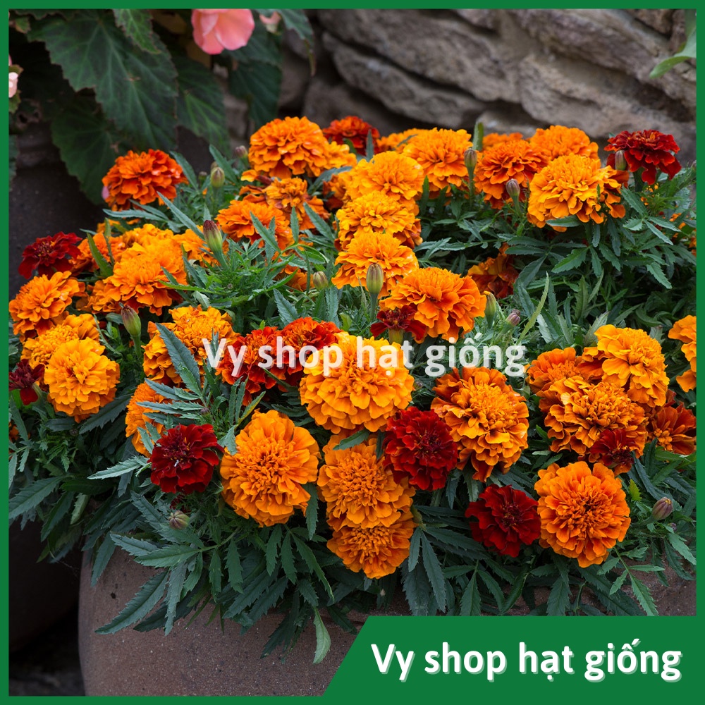Hạt giống hoa cúc vạn thọ mix màu thân lùn gói 300 hạt
