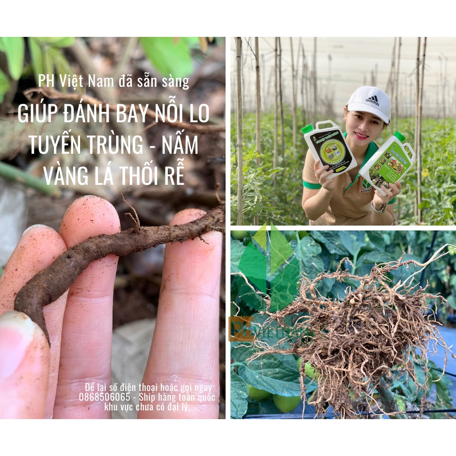 Diệt Nấm Sinh Học Chaetomium - Ngăn Ngừa Vàng Lá Thối Rễ, Thán Thư, Đốm Nâu, Thối Nhũn - PH VIỆT NAM