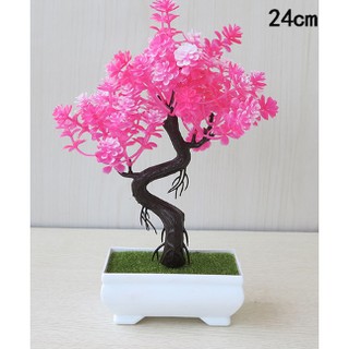 Chậu hoa bonsai phú quý để bàn