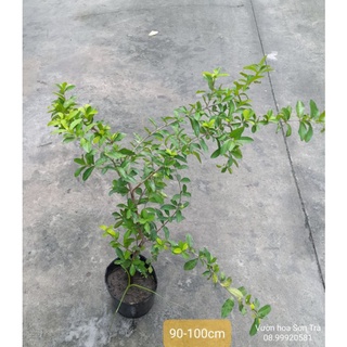 (Q.8 - GIAO 1-3H) Cây giống SƠ RI Gò Công.
