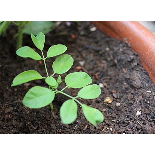 Hạt giống Chùm Ngây (gói 20 hạt)
