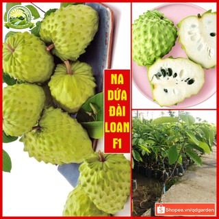 Cây giống na dứa Đài Loan (cây con giống - F1) thân cao 50-60cm bắt đầu ra quả chỉ sau 1 năm trồng - QD58