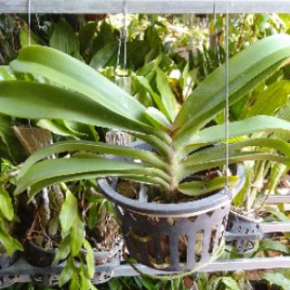 Hoa phong lan đai châu bò sữa khủng