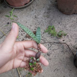 Sen gấm 15k(1 củ) sen đá hồ lô