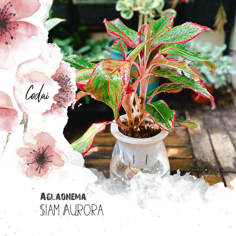 Cây Aglaonema Siam Aurora (Như Ý Hoàng Hậu Siam Aurora) kèm chậu thuỷ sinh hình trụ 2 lớp hồ lô