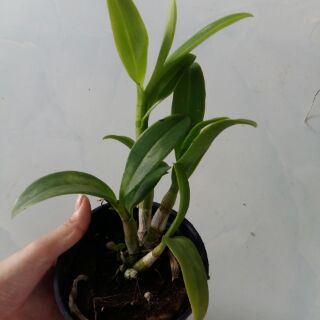 Hoa lan denro nắng 3 vàng 3 đỏ