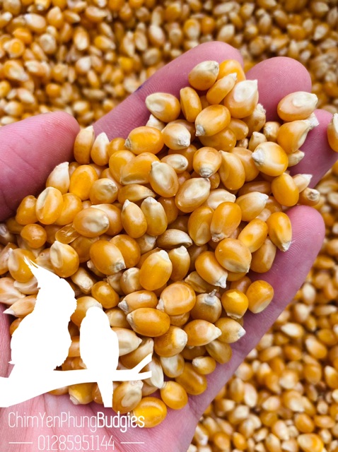 2kg Bắp Nổ  - nguyên liệu làm bắp rang bơ tại nhà.
