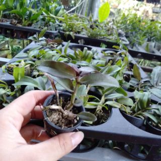 Hoa phong lan giả hạc easo gieo hạt