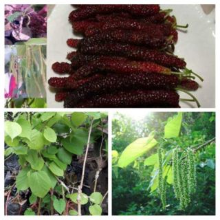 cây Giống dâu tằm Đài Loan quả dài