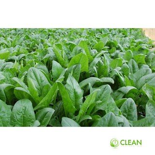 Hạt giống Cải Bó xôi 10g (rau chân vịt)