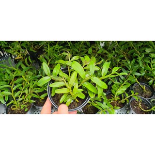 PHI ĐIỆP HỒNG MỸ NHÂN (.CÂY CHAI TỰ THỤ )