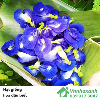 Hạt giống Hoa Đậu Biếc kép