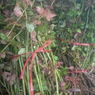 Combo 5 Cây hoa hồng cổ sapa