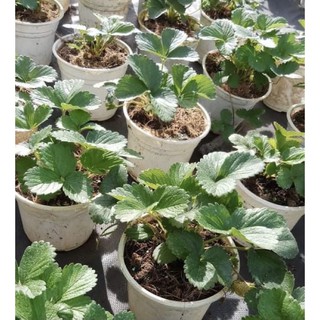 Chậu dâu tây Đà Lạt