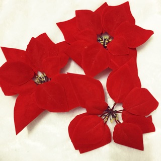 Noel - Hoa trạng nguyên nhung loại lớn 18-20cm
