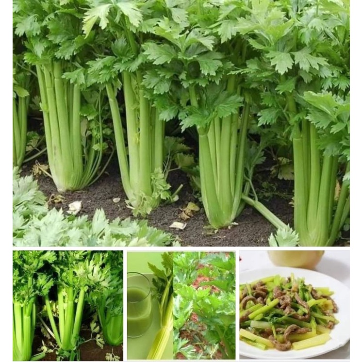 gói 5gr hạt giống cần tây bẹ to khổng lồ