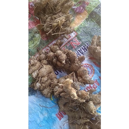 Gừng tím tươi  Tây Bắc 1kg