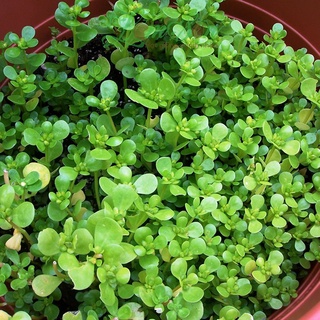 Hạt Giống Rau Sam ( Portulaca oleracea ) KNS1287 - Gói 2gram