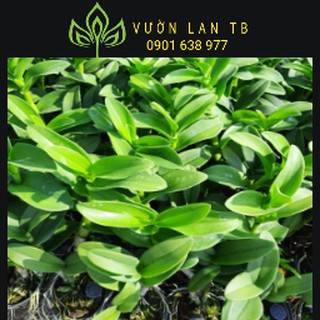 Denro nắng cred sắp hoa