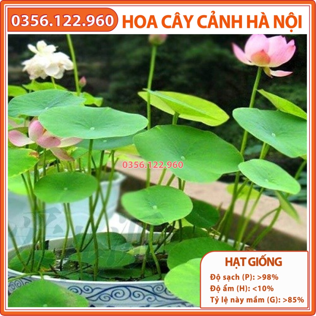 Hạt giống hoa sen Nhật mini nhiều màu - túi 5 hạt - Shop hoa cây cảnh Hà Nội