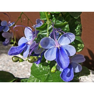 Cây Hoa Thanh Điệp (Hoa Cánh Tiên)