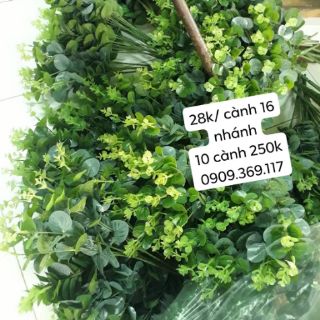 Lá táo cụm (16 nhánh)