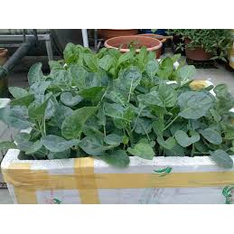 Hạt giống rau cải làn  mập