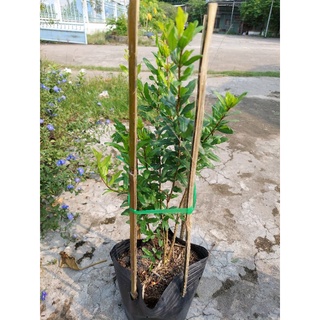 Giống cây lựu đỏ cây lớn
