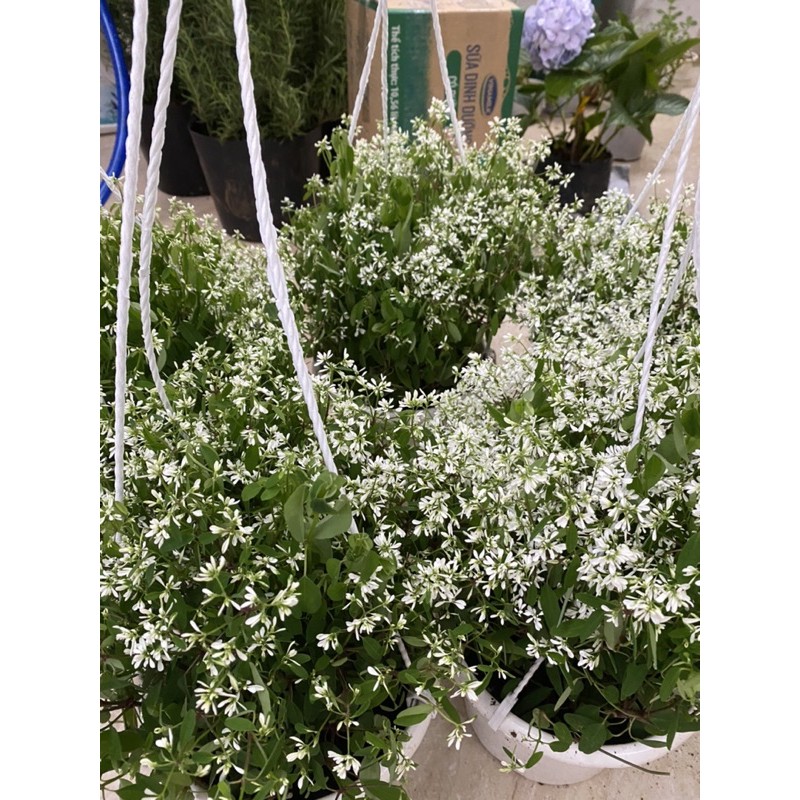 HOA BẠCH TUYẾT CẦU