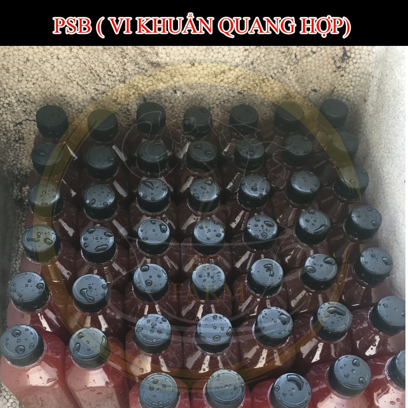 Vi sinh PSB - Vi khuẩn quang hợp - Làm trong nước cực tốt