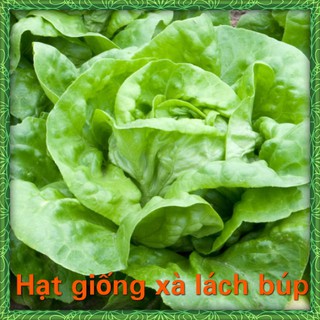 Hạt giống xà lách búp