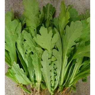 Hạt giống rau cải cúc nếp