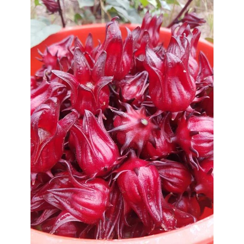 Sỉ sll Hoa Atiso đỏ tươi ĐỒNG THÁP_ Nguyên hạt 1kg