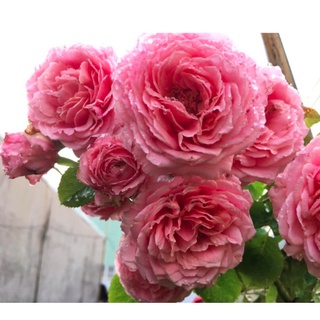 Cây hồng ngoại Bienvenue, giống hồng leo cho hoa thơm hương chanh sả - Trang Flowers