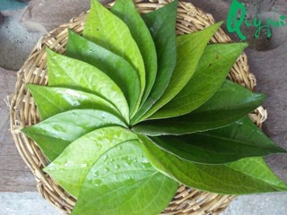 Dung dịch vệ sinh phụ nữ Quý Phi