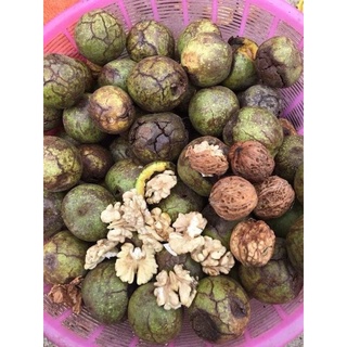 óc chó nếp sìn hồ