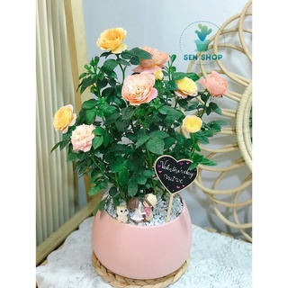 chậu men trồng cây .( chậu hạt dẻ 3 size )