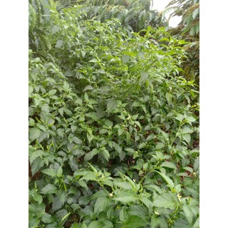 1kg Ớt hiểm ớt xiêm xanh