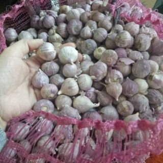 Tỏi cô đơn ( tỏi một nhánh) Phù Yên- Sơn La