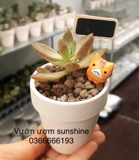 Bảng Đen Trang Trí