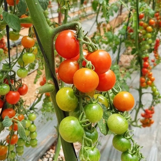 Shop 1K - 20 Hạt Giống Cà Chua Cherry Đỏ Siêu Sớm Chịu Nhiệt Trồng Quang Năm Cho Thu Hoạch sớm 40 ngày