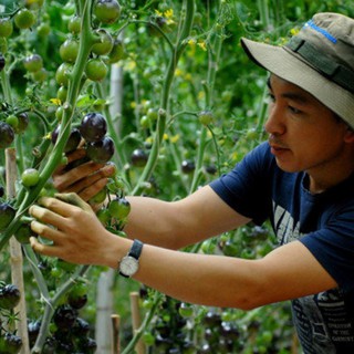 Hạt giống Cà chua đen F1