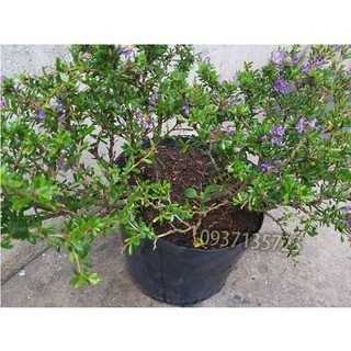 CÂY LINH SAM -CAO TỪ  20-35 CM