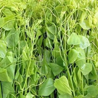 10 cây rau bò khai