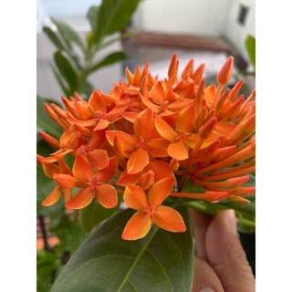 mẫu đơn mỹ cam