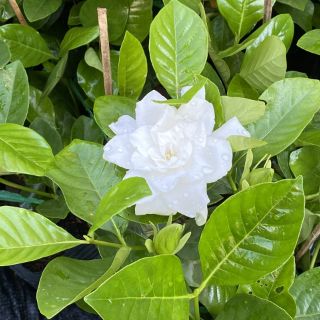 Chậu hoa Lài thiên hương...hoa lớn