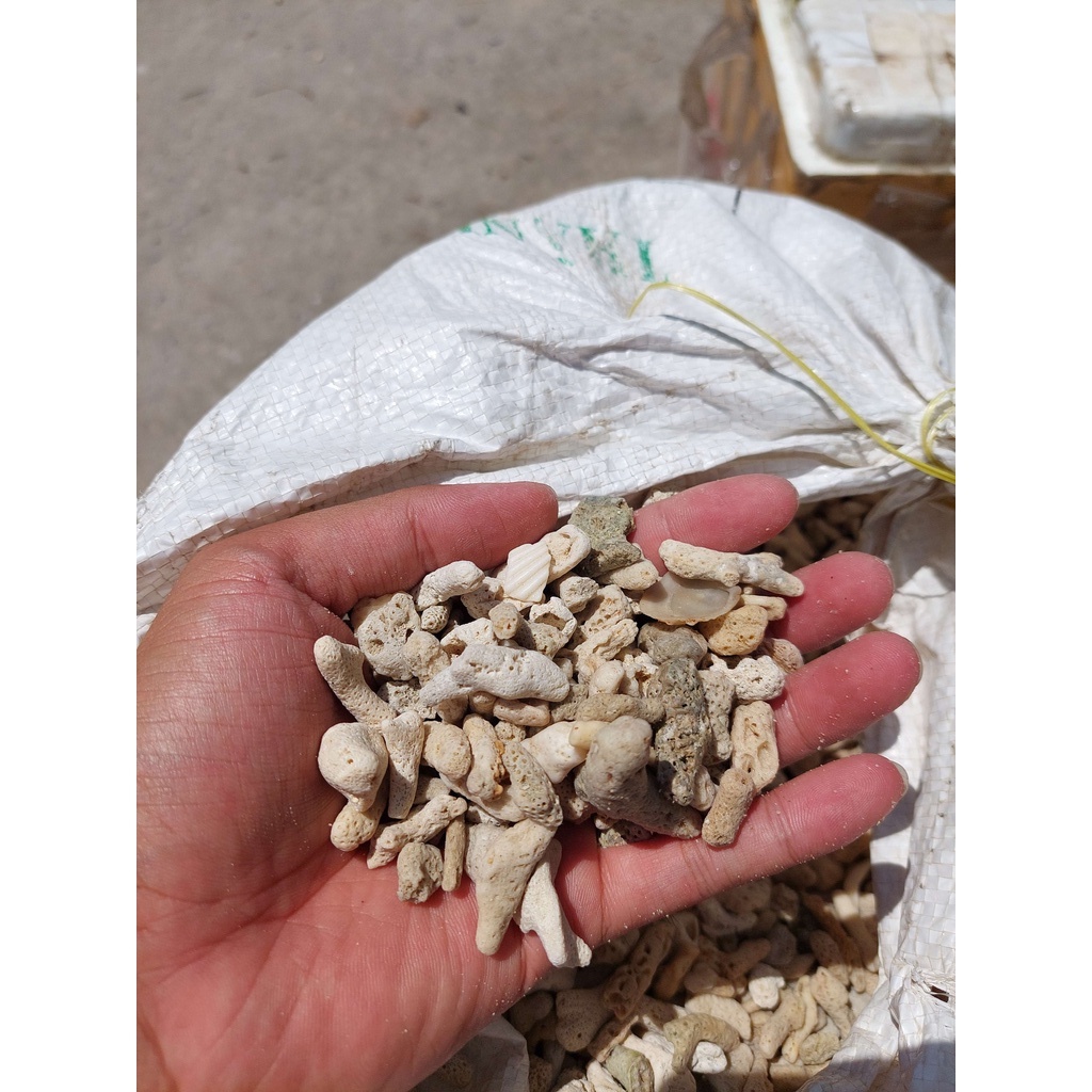 Vật Liệu Lọc San Hô Cho Hồ Cá, Giúp Tăng pH nước