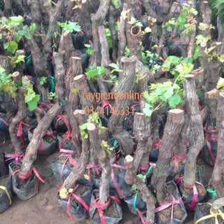 Cây nho ninh thuận