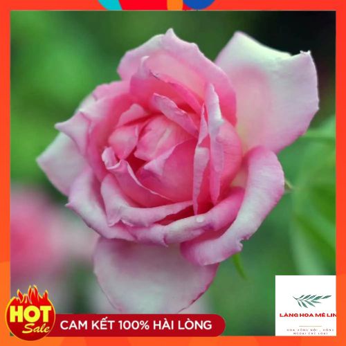 HOA HỒNG PHẤN NỮ HOÀNG- kháng chịu sâu bệnh tốt , sai hoa,lâu tàn.