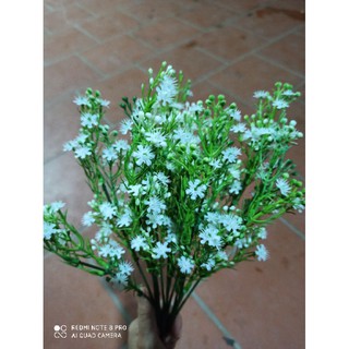 hoa điểm thạch thảo